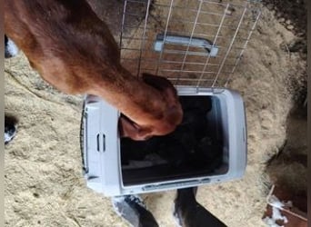 Lia, liebevolle Vizsla Mama sucht Traumzuhause