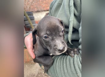 Lucas freut sich auf ein schönes Plätzchen