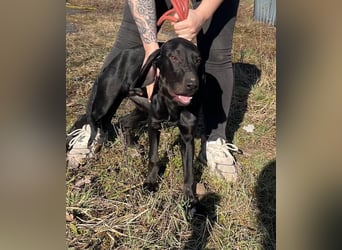 Borsod, Energiebündel sucht aktive Mensch