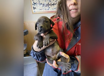 Lola, verspielt und voller Energie