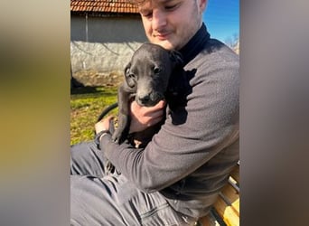 Louis, kleiner Welpe sucht…..