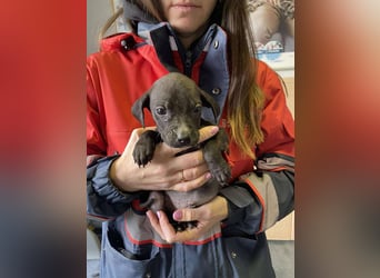 Louis, kleiner Welpe sucht…..