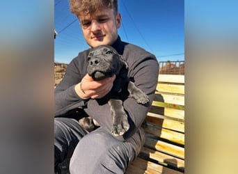 Lali, zauberhaft süß und verspielt