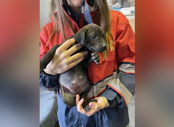 Lilom, süße Maus möchte das Hunde 1x1 lernen