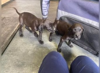 Lola, verspielt und voller Energie