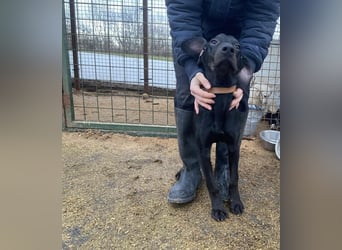 Borsod, Energiebündel sucht aktive Mensch