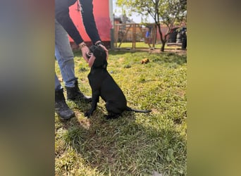 Loci sucht liebevolles Zuhause