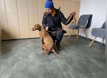 Lia, liebevolle Vizsla Mama sucht Traumzuhause
