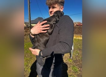 Loci sucht liebevolles Zuhause