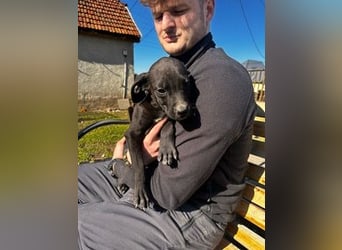 Louis, kleiner Welpe sucht…..