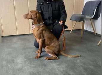 Lia, liebevolle Vizsla Mama sucht Traumzuhause