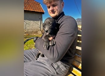 Louis, kleiner Welpe sucht…..