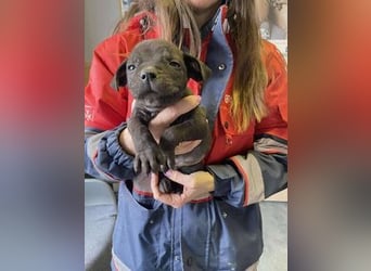 Loci sucht liebevolles Zuhause