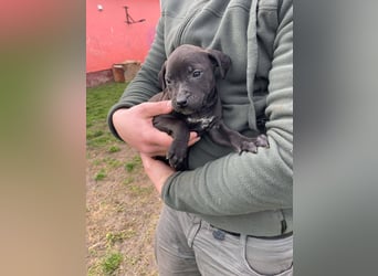 Lipot, einer von vielen Geschwisterchen