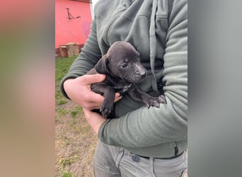 Lipot, einer von vielen Geschwisterchen