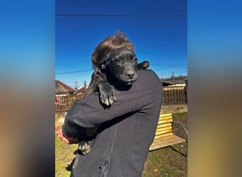 Lemi, sucht liebevolle Familie