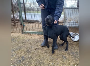 Borsod, Energiebündel sucht aktive Mensch