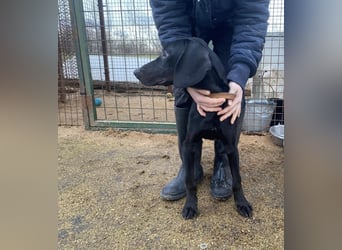 Borsod, Energiebündel sucht aktive Mensch