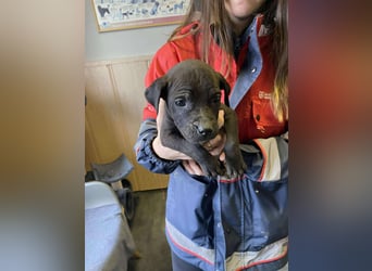 Lola, verspielt und voller Energie