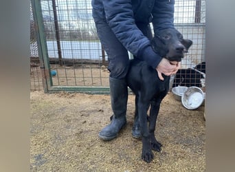 Borsod, Energiebündel sucht aktive Mensch