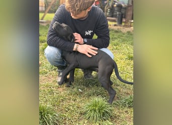 Loci sucht liebevolles Zuhause