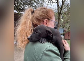 Louis, kleiner Welpe sucht…..