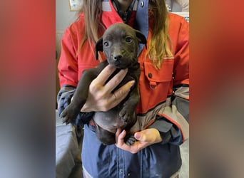 Lilom, süße Maus möchte das Hunde 1x1 lernen