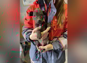 Lali, zauberhaft süß und verspielt