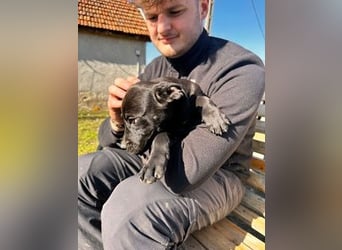 Lali, zauberhaft süß und verspielt