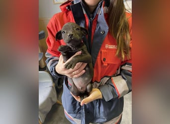 Lali, zauberhaft süß und verspielt