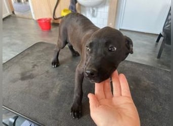 Lipot, einer von vielen Geschwisterchen