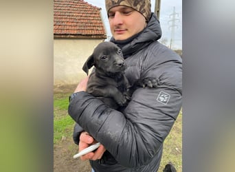 Lilom, süße Maus möchte das Hunde 1x1 lernen