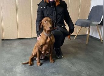 Lia, liebevolle Vizsla Mama sucht Traumzuhause