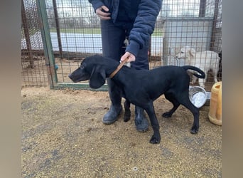 Borsod, Energiebündel sucht aktive Mensch