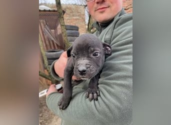 Loci sucht liebevolles Zuhause