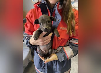 Lali, zauberhaft süß und verspielt