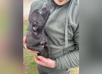 Lali, zauberhaft süß und verspielt