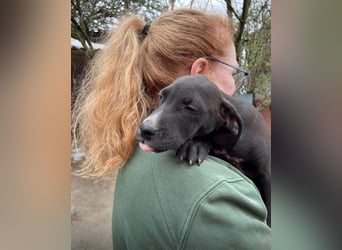 Louis, kleiner Welpe sucht…..