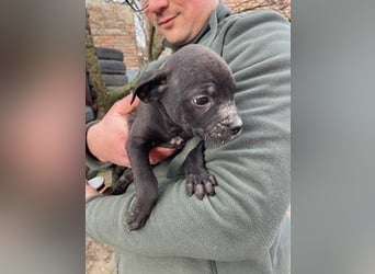 Loci sucht liebevolles Zuhause