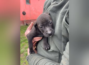 Lola, verspielt und voller Energie