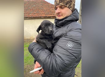 Lilom, süße Maus möchte das Hunde 1x1 lernen