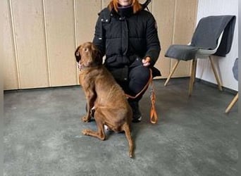 Lia, liebevolle Vizsla Mama sucht Traumzuhause