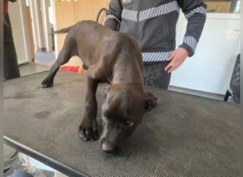 Lipot, einer von vielen Geschwisterchen