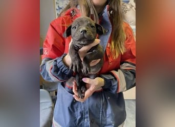 Loci sucht liebevolles Zuhause