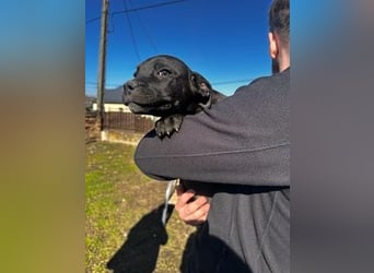 Loci sucht liebevolles Zuhause