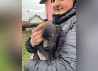 Lemi, sucht liebevolle Familie