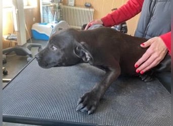 Loci sucht liebevolles Zuhause