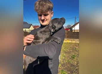 Loci sucht liebevolles Zuhause