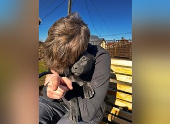 Lali, zauberhaft süß und verspielt