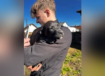 Lola, verspielt und voller Energie